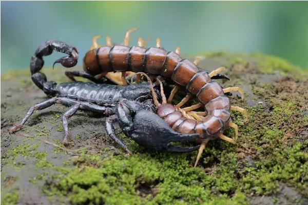 蝎子怕什么植物，害怕薄荷、艾蒿等