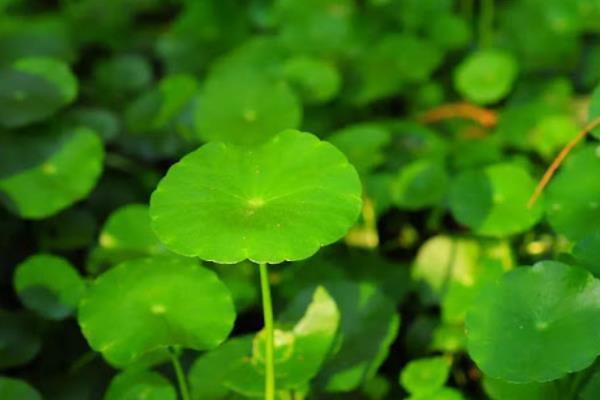 怎么养香菇草，生长旺季需要每隔3-5天浇一次