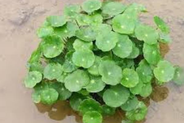 怎么养香菇草，生长旺季需要每隔3-5天浇一次