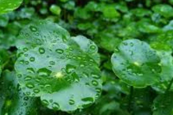 怎么养香菇草，生长旺季需要每隔3-5天浇一次