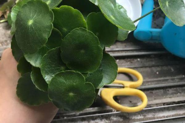 怎么养香菇草，生长旺季需要每隔3-5天浇一次