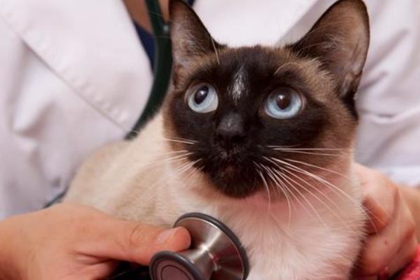 什么是猫艾滋，由猫免疫缺陷病毒所引起