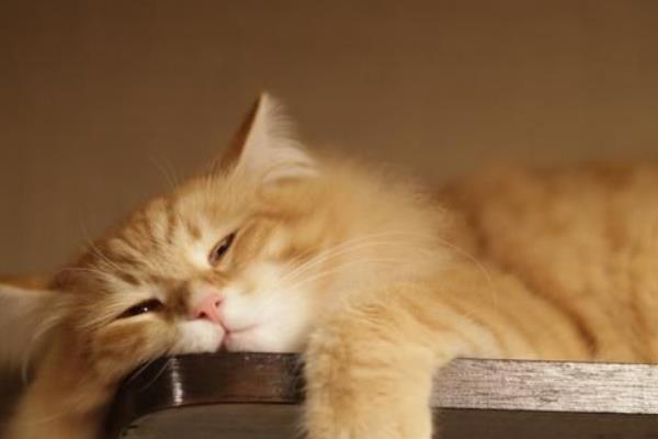 什么是猫艾滋，由猫免疫缺陷病毒所引起
