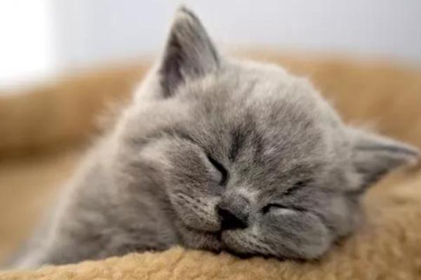 什么是猫艾滋，由猫免疫缺陷病毒所引起