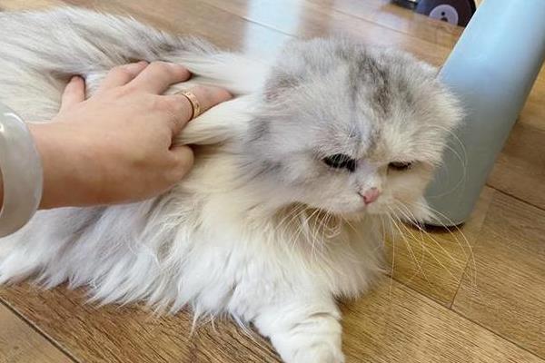 什么是猫艾滋，由猫免疫缺陷病毒所引起