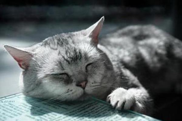 什么是猫艾滋，由猫免疫缺陷病毒所引起