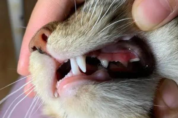 什么是猫艾滋，由猫免疫缺陷病毒所引起