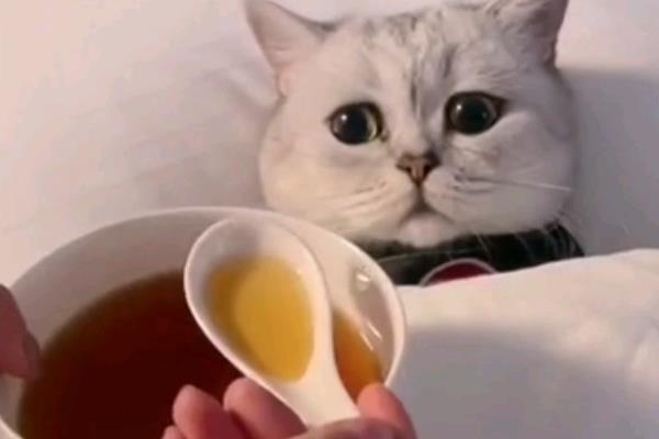 什么是猫艾滋，由猫免疫缺陷病毒所引起