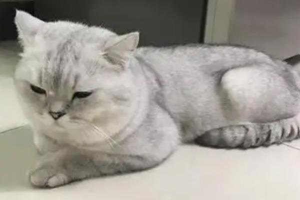 什么是猫艾滋，由猫免疫缺陷病毒所引起