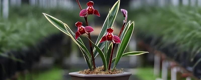 如何养殖墨兰，生长季节每周追施一次肥料
