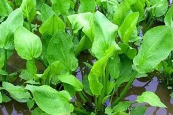 泽泻是什么，是多年生水生或者沼生植物