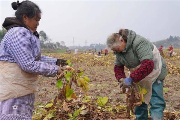 泽泻是什么，是多年生水生或者沼生植物