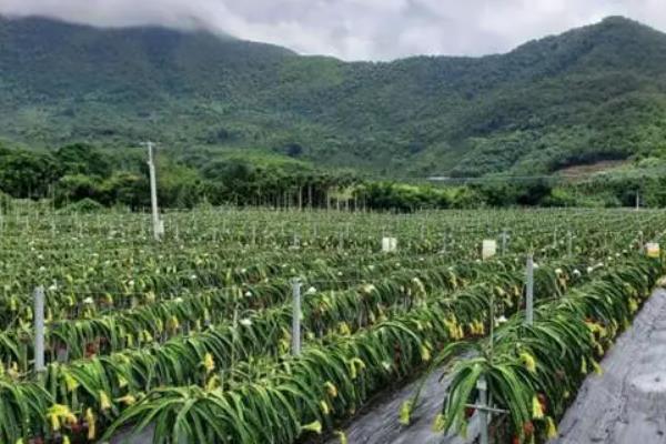 热带种植园农业有什么特点，占地规模大、设施完善、劳动力多