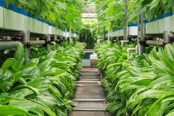 热带种植园农业有什么特点，占地规模大、设施完善、劳动力多