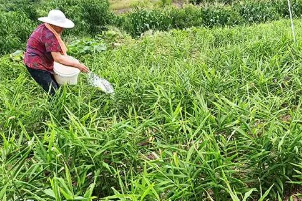 生姜越夏期如何管理，需及时切开地膜并供应充足肥水
