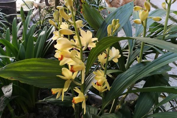 黄花鹤顶兰怎么养殖，生长盛期每隔2-3周追施一次肥液