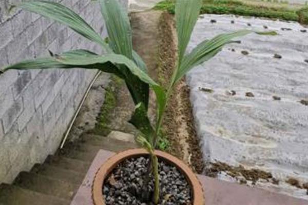 黄花鹤顶兰怎么养殖，生长盛期每隔2-3周追施一次肥液