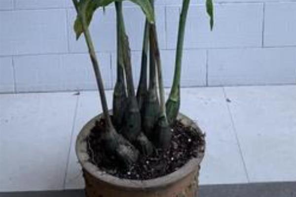 黄花鹤顶兰怎么养殖，生长盛期每隔2-3周追施一次肥液