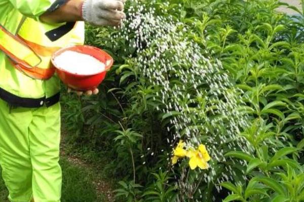 室外植物冬季保温方法，修剪枯枝烂叶后再覆盖薄膜