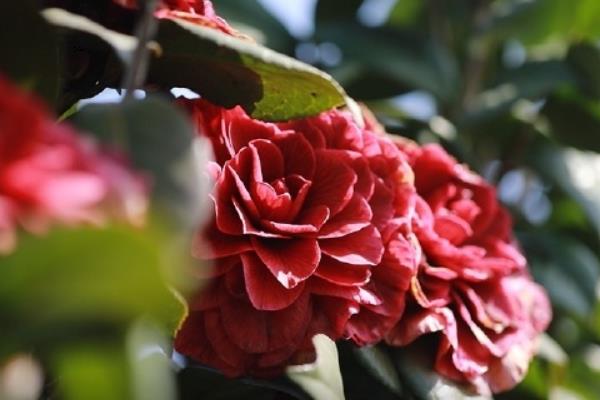 室外植物冬季保温方法，修剪枯枝烂叶后再覆盖薄膜