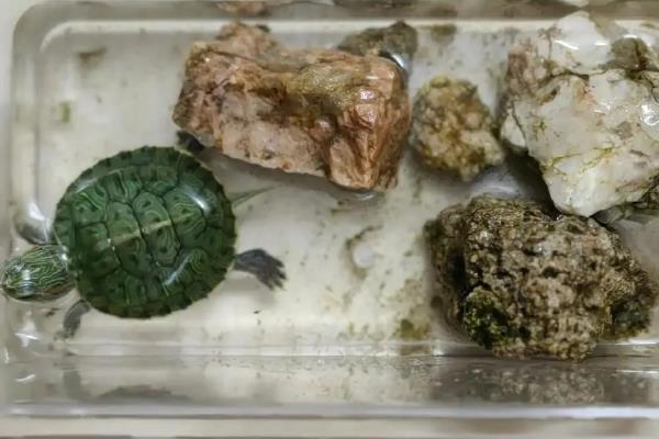 乌龟要不要喝水，除了补充水分还应定期换水