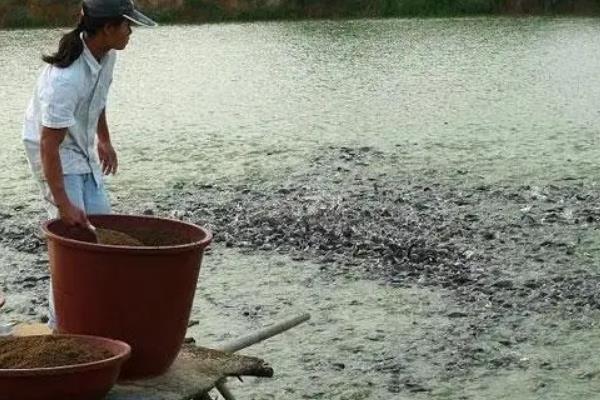 养殖草鱼的要求，水质的酸碱值要保持在7.5-8.5
