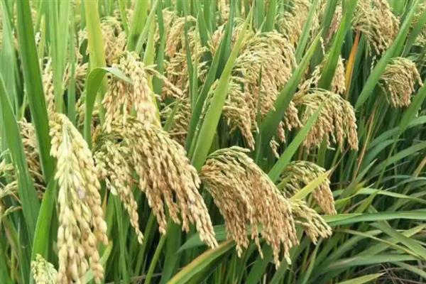 杂交水稻是哪一领域的，属于生物技术领域中的基因工程