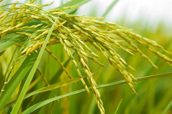 杂交水稻是哪一领域的，属于生物技术领域中的基因工程
