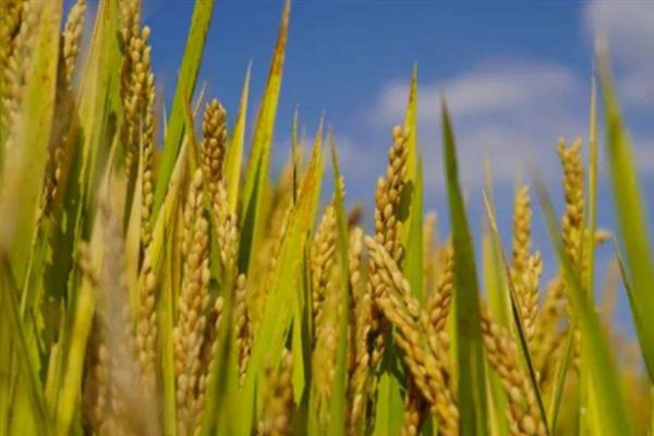 杂交水稻是哪一领域的，属于生物技术领域中的基因工程