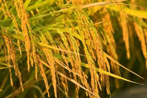 杂交水稻是哪一领域的，属于生物技术领域中的基因工程