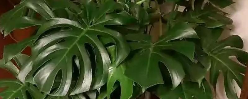 龟背竹叶子卷的原因，可能是光照过强或温度偏低所致