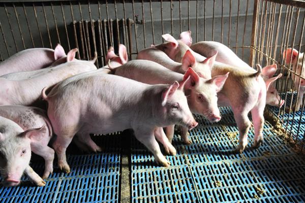 养猪需要办理哪些手续，首先要向养殖用地所在村委会提出申请