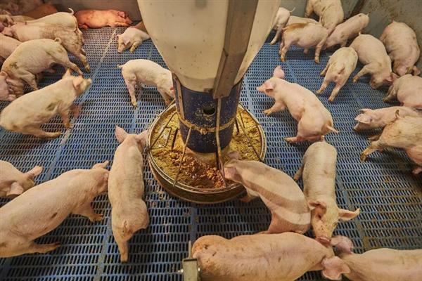 养猪需要办理哪些手续，首先要向养殖用地所在村委会提出申请
