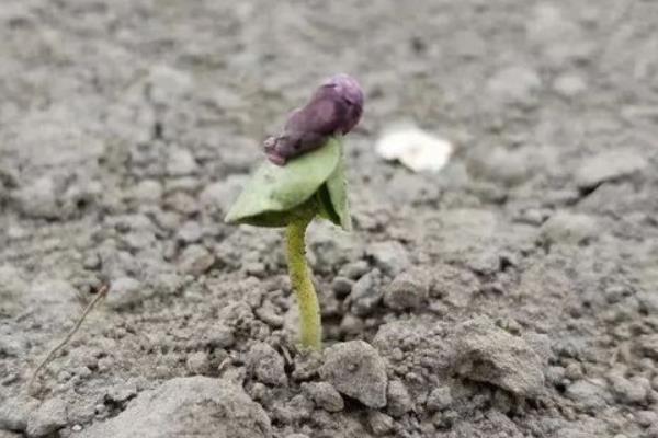 棉花戴钢盔出土的危害，会导致大小苗和晚苗的出现