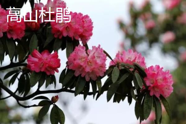 杜鹃花的分类，常见的有西洋杜鹃、茶花杜鹃等