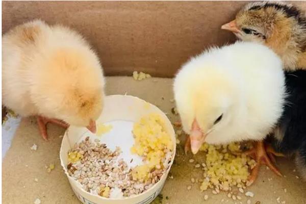 雏鸡采食量低的原因及解决办法，可能是育雏温度不佳或水质的原因