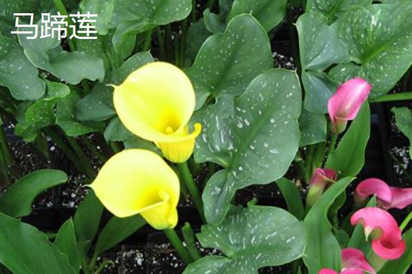 和女生第一次见面适合送什么花，可选择郁金香、百合花等