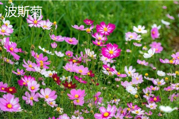 和女生第一次见面适合送什么花，可选择郁金香、百合花等
