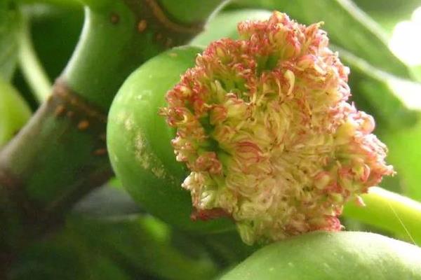 无花果有花吗，无花果有花