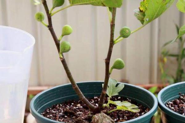 无花果有花吗，无花果有花