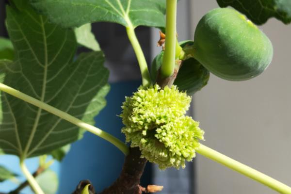 无花果有花吗，无花果有花