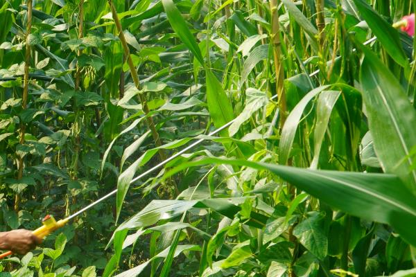 玉米过量打除草剂能不能缓过来，受害不严重还可以慢慢恢复生长