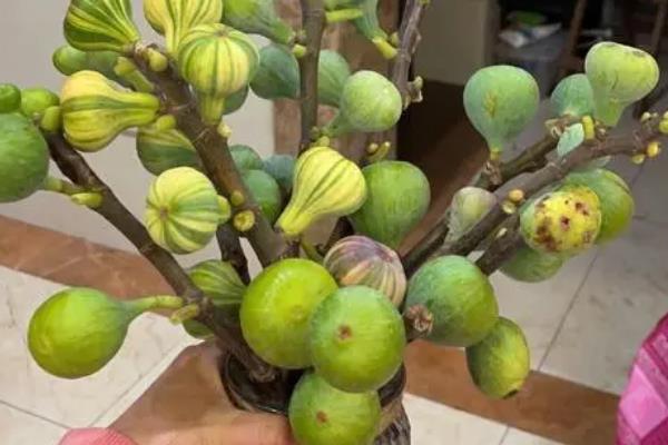 无花果有花吗，无花果有花