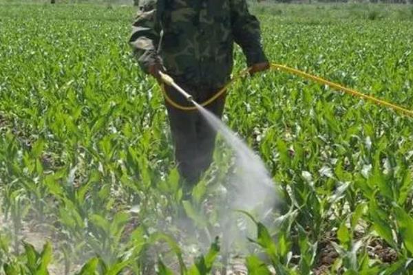 玉米过量打除草剂能不能缓过来，受害不严重还可以慢慢恢复生长