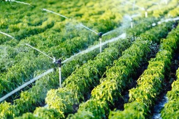 玉米过量打除草剂能不能缓过来，受害不严重还可以慢慢恢复生长