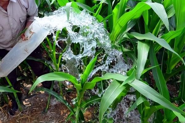 玉米过量打除草剂能不能缓过来，受害不严重还可以慢慢恢复生长