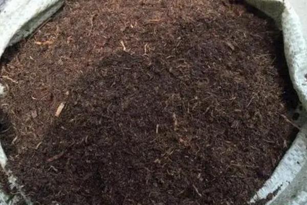 如何养殖墨兰，生长季节每周追施一次肥料