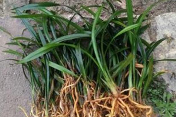 如何养殖墨兰，生长季节每周追施一次肥料