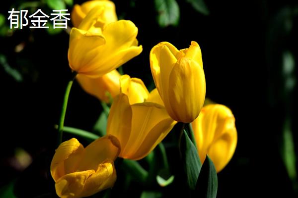 和女生第一次见面适合送什么花，可选择郁金香、百合花等