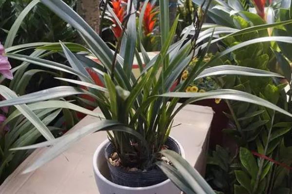 如何养殖墨兰，生长季节每周追施一次肥料